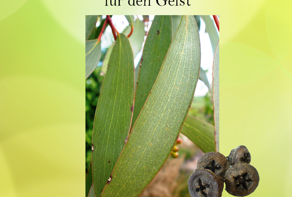 Ätherisches Eukalyptus gobulus Öl